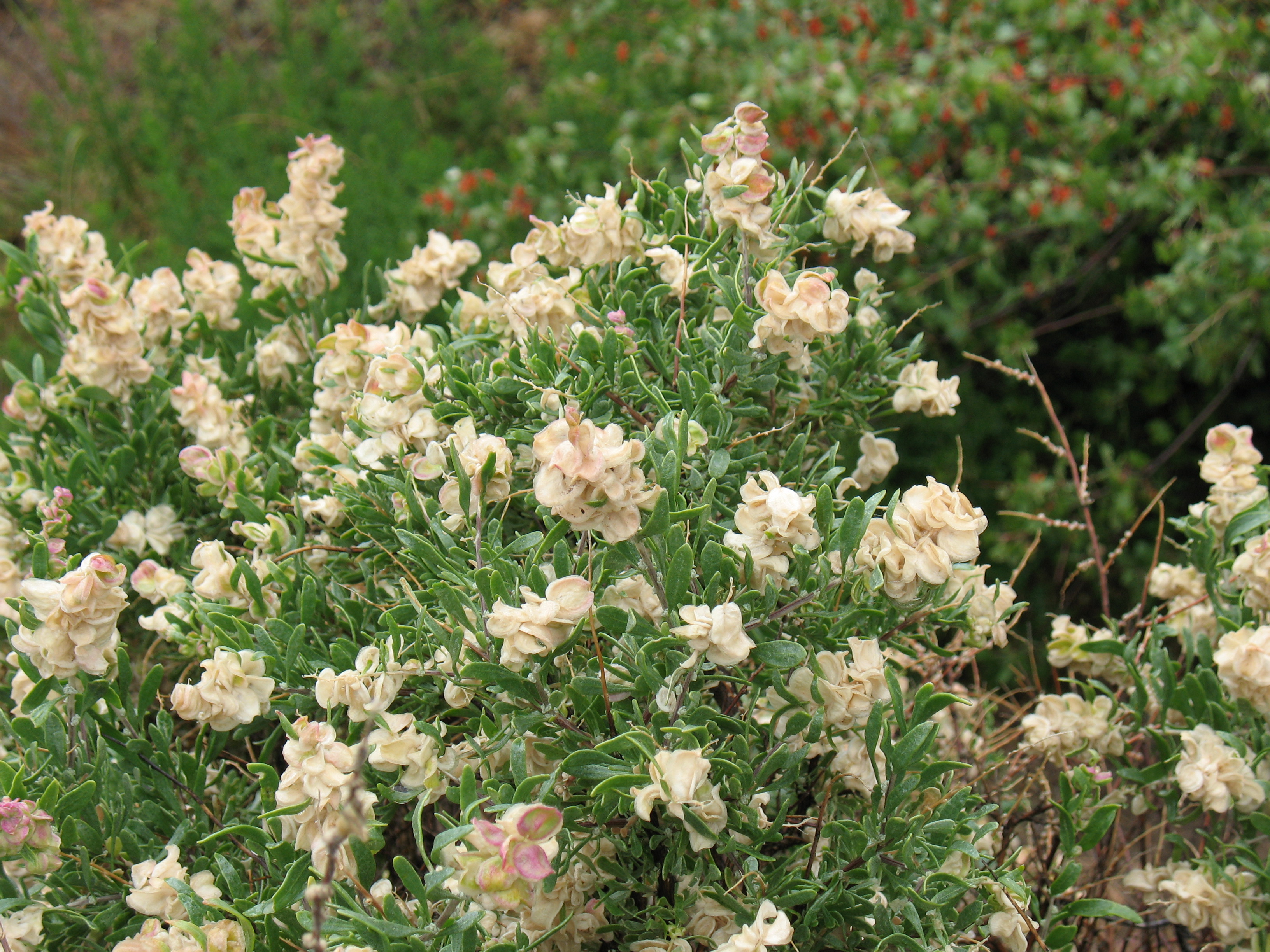 Hopsage (Grayia spinosa)